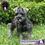 Miniatura: Bellísima Schnauzer – Pedigree “A”