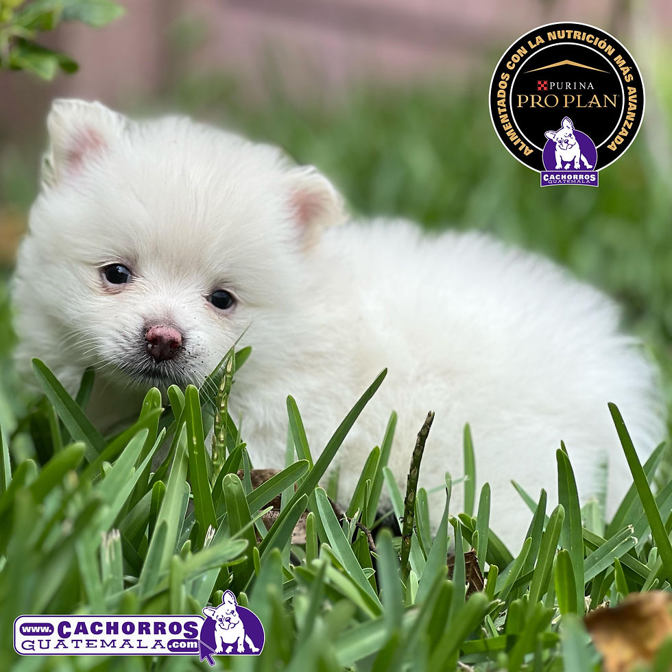 Miniatura: Bellísima Pomeranian