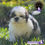 Miniatura: Precioso Shih Tzu