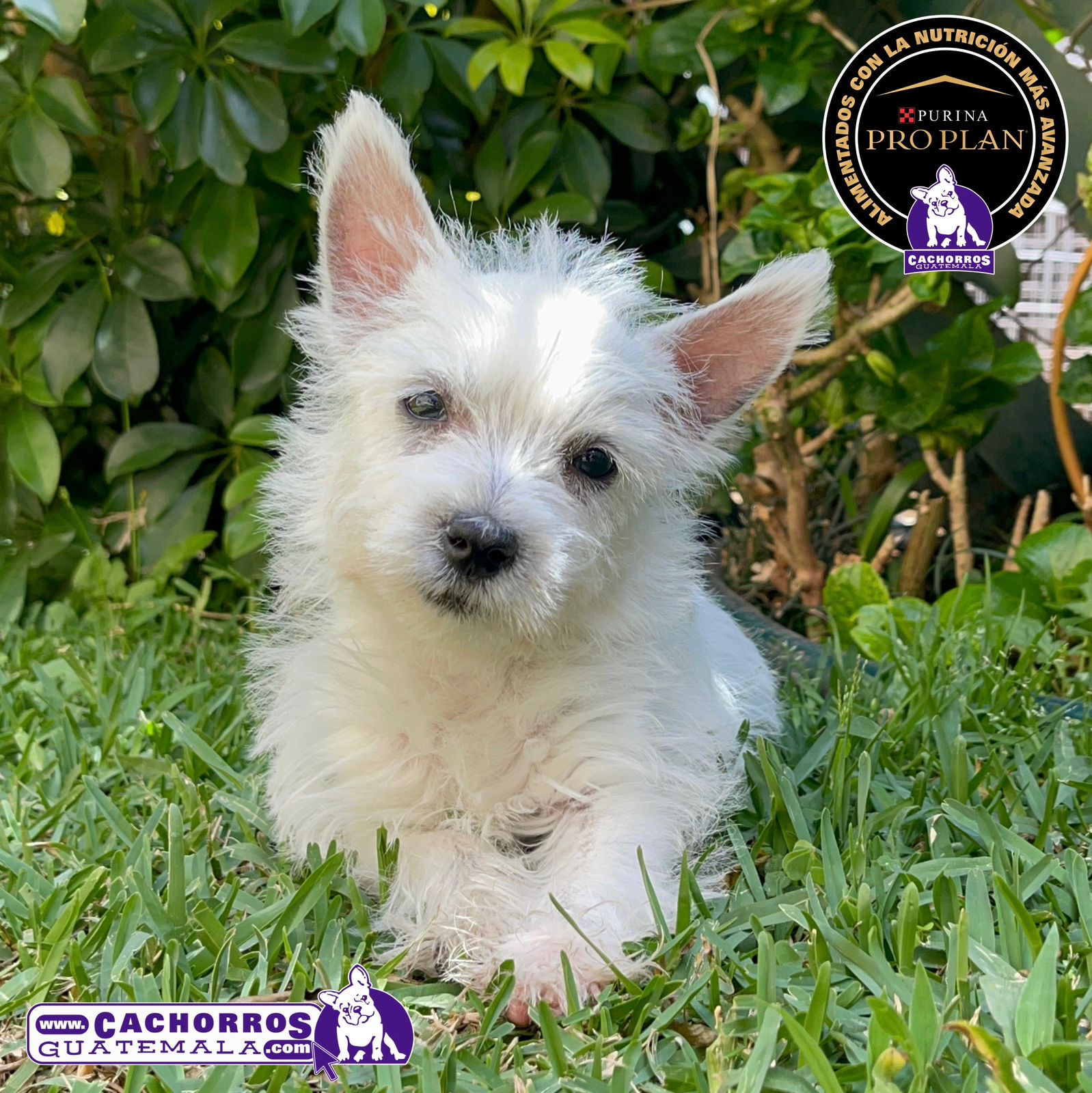 Bellísima Westy Sin Registro