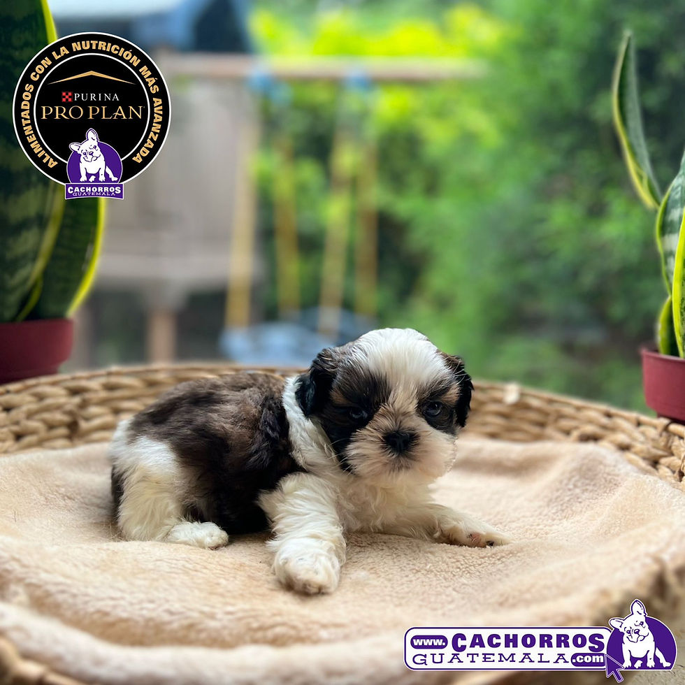 Miniatura: Espectacular Machito Shih Tzu Pedigree “A"