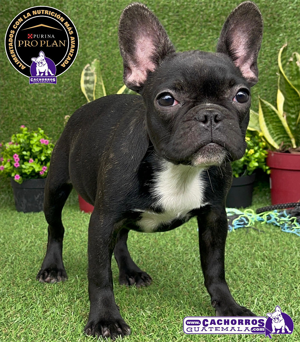 Miniatura: Guapísima Bulldog Francés Pedigree A