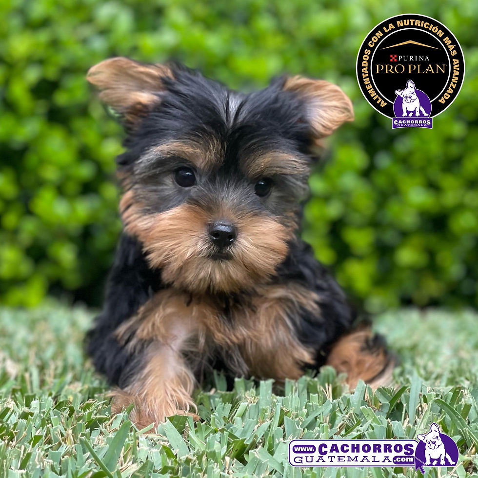 Miniatura: Guapísimo Yorkshire Terrier