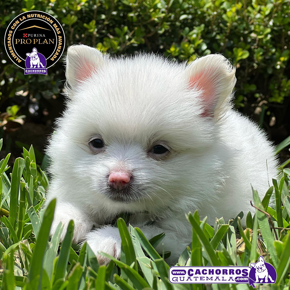 Miniatura: Hermosa Pomeranian