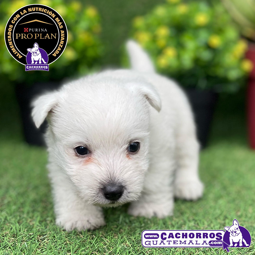 Miniatura: Hermoso Westy Pedigree A