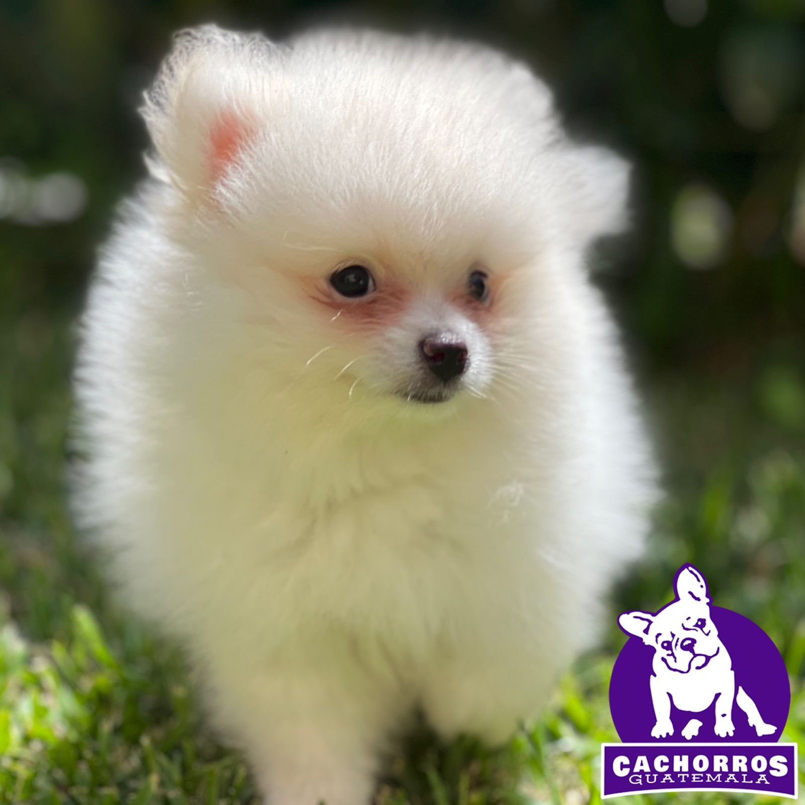 Guapísimo Spitz Enano Pomeranian Machito – Pedigree “A”