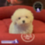 Miniatura: Hermosísima French Poodle