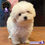 Miniatura: Hermosísima French Poodle