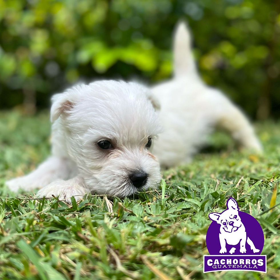 Miniatura: Espectacular Westy Pedigree “A” Machito