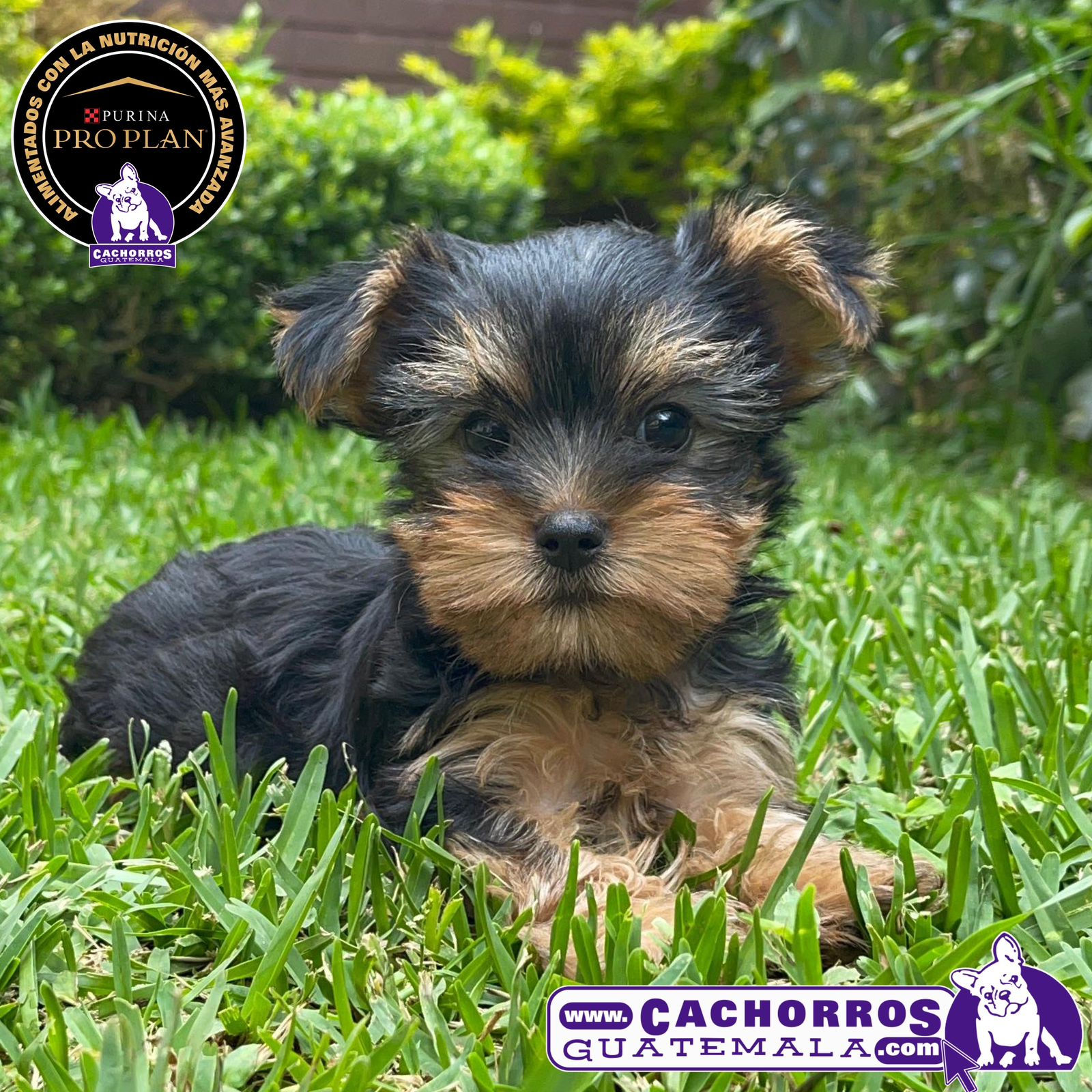 Hermosísima Yorkshire Terrier Pedigree “A”