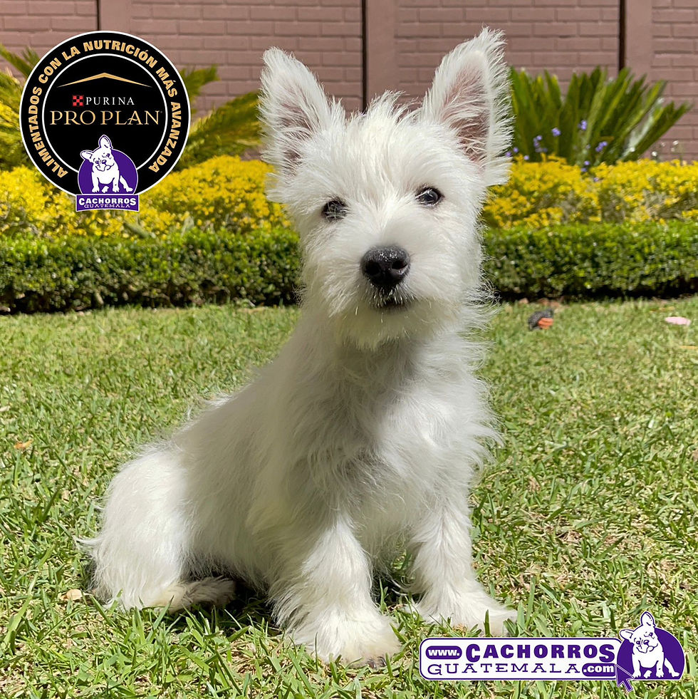 Miniatura: Impresionante Westy Macho Pedigree A