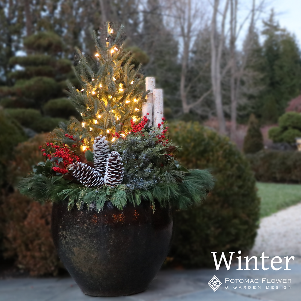 Winter Flowers