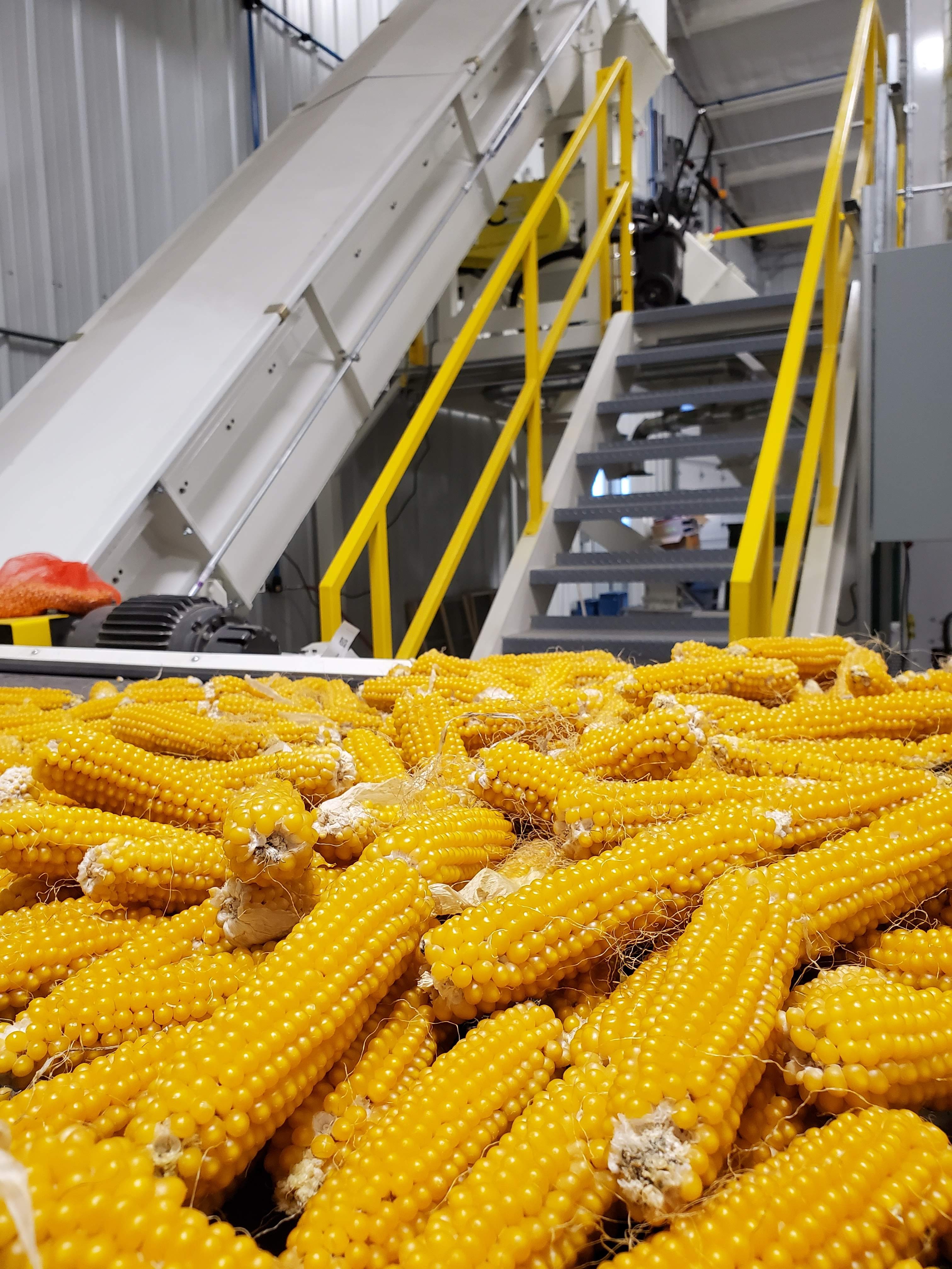 Zangger Popcorn Hybrids North Loup, NE, U.S.A. Popcorn Hybrid Seed