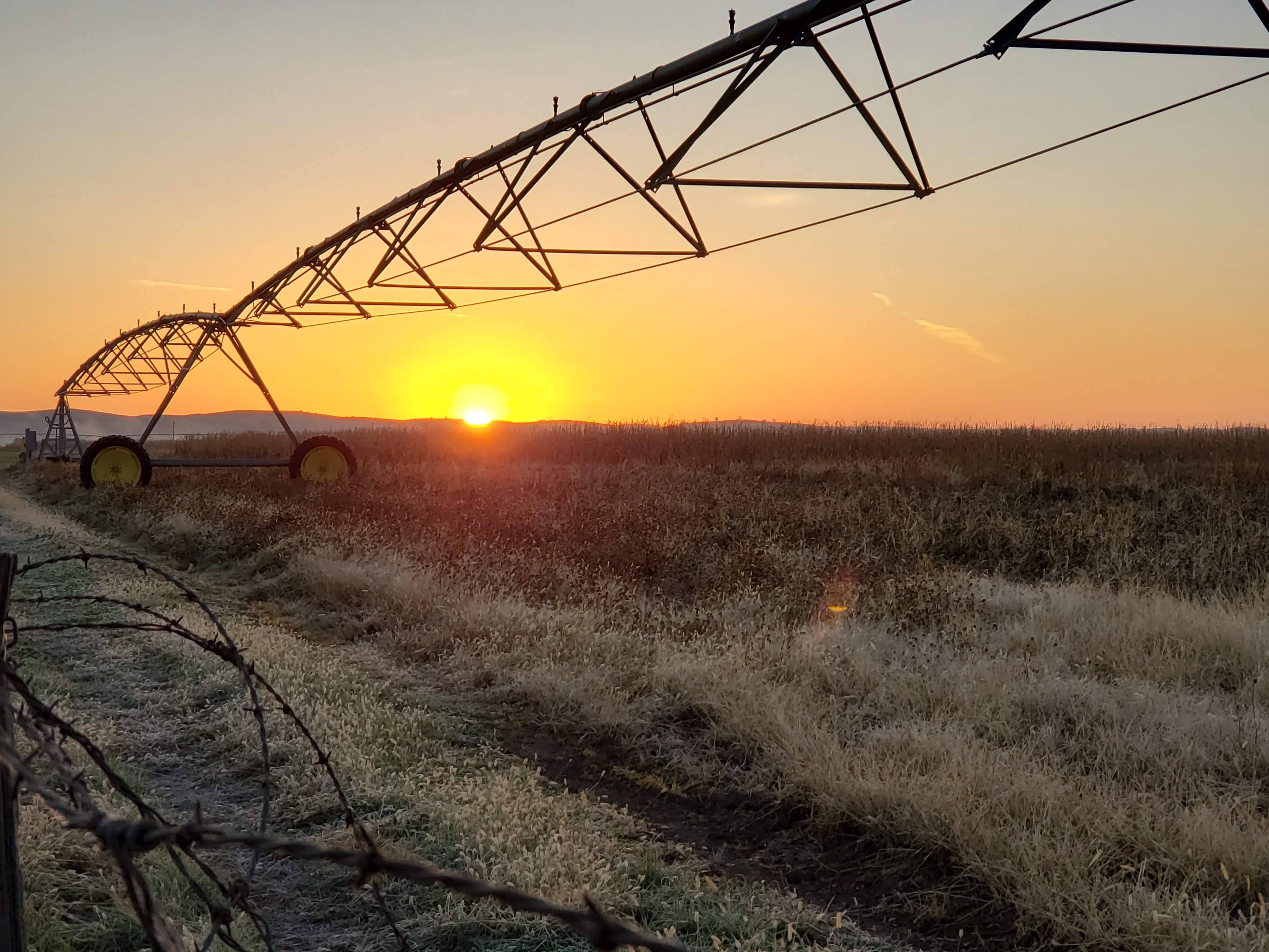 Zangger Popcorn Hybrids North Loup, NE, U.S.A. Popcorn Hybrid Seed