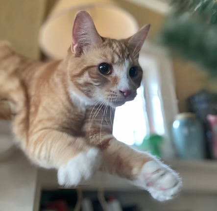 Clementine.jpeg