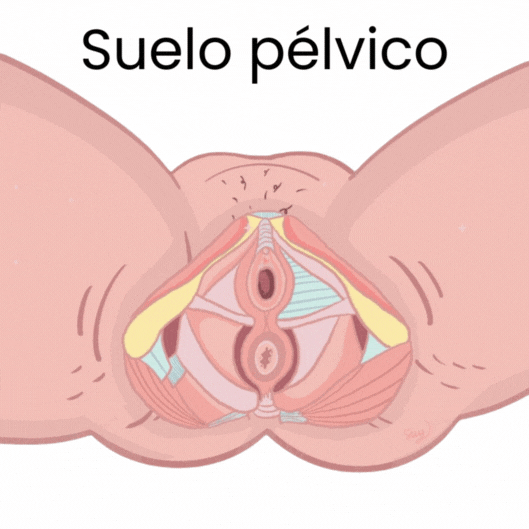 Suelo pélvico vulva