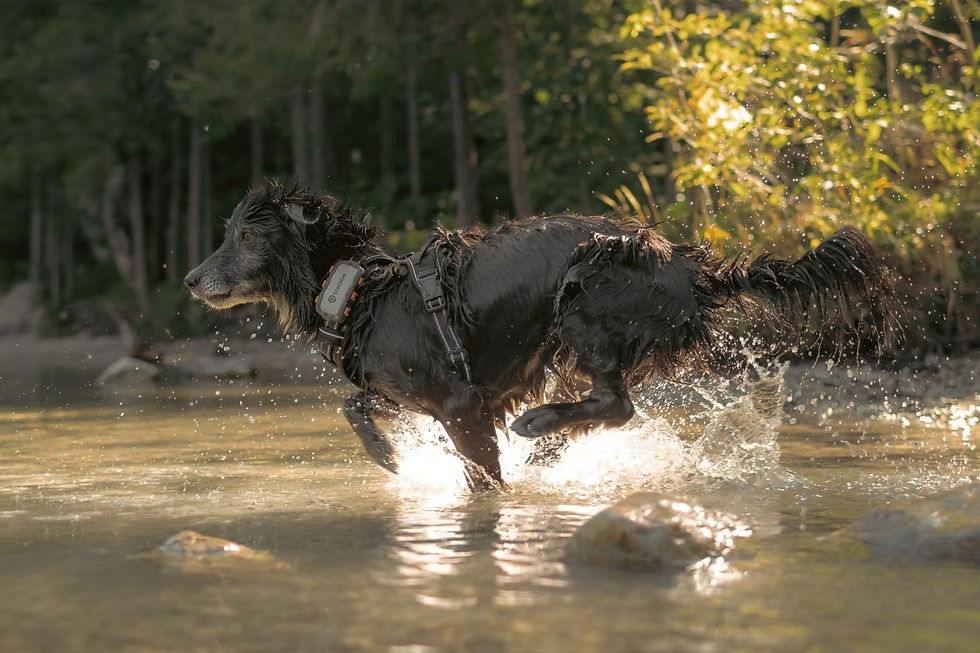 Active wet dog running through stream wearing GPS tracker on harness
