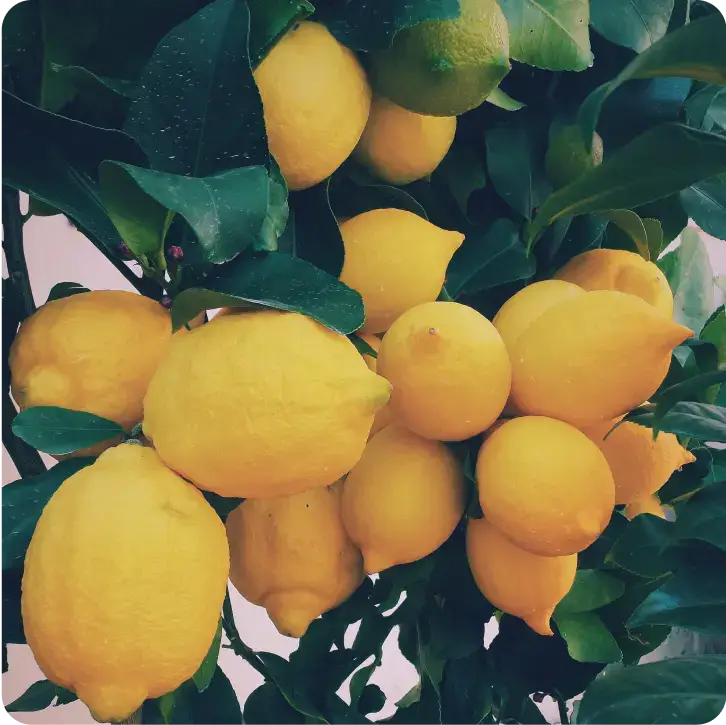 lemons on a tree