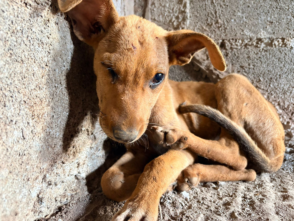 AMBRE F SOS 11 12 25 a combani par gendarme 
