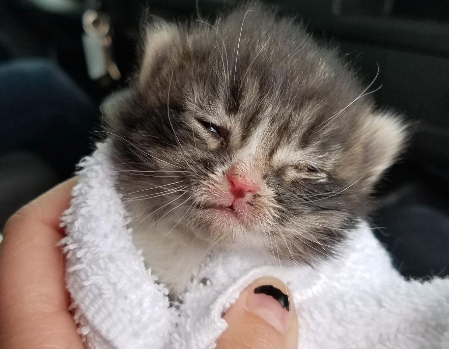 zombie kitten