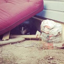 Cat-hiding-under-trash.jpg