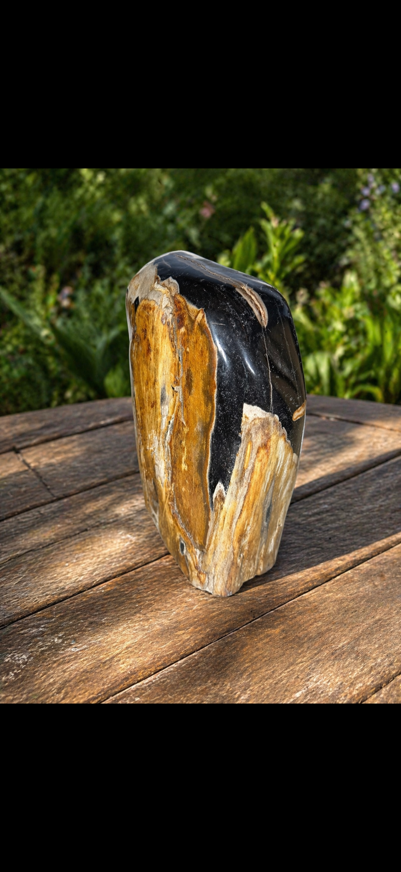 Petrified wood