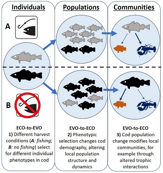 Figure 1 Codchange.tif
