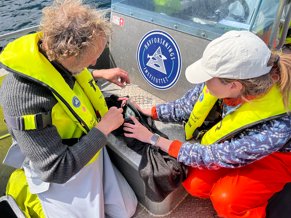 Prof. Esben Moland Olsen and Dr. Inge van der Knapp finishing the process of tagging cod with an acoustic transmitter (Photo by Martina Martorell Barcelo).