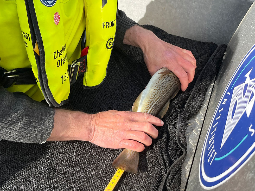 Project partner, Prof. Esben Moland Olsen, measuring a cod captured in Tvedestrand fjord (Photo by Martina Martorell Barcelo).