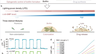 Precise regulation of near-infrared light, defeating tumors with "bacteria"