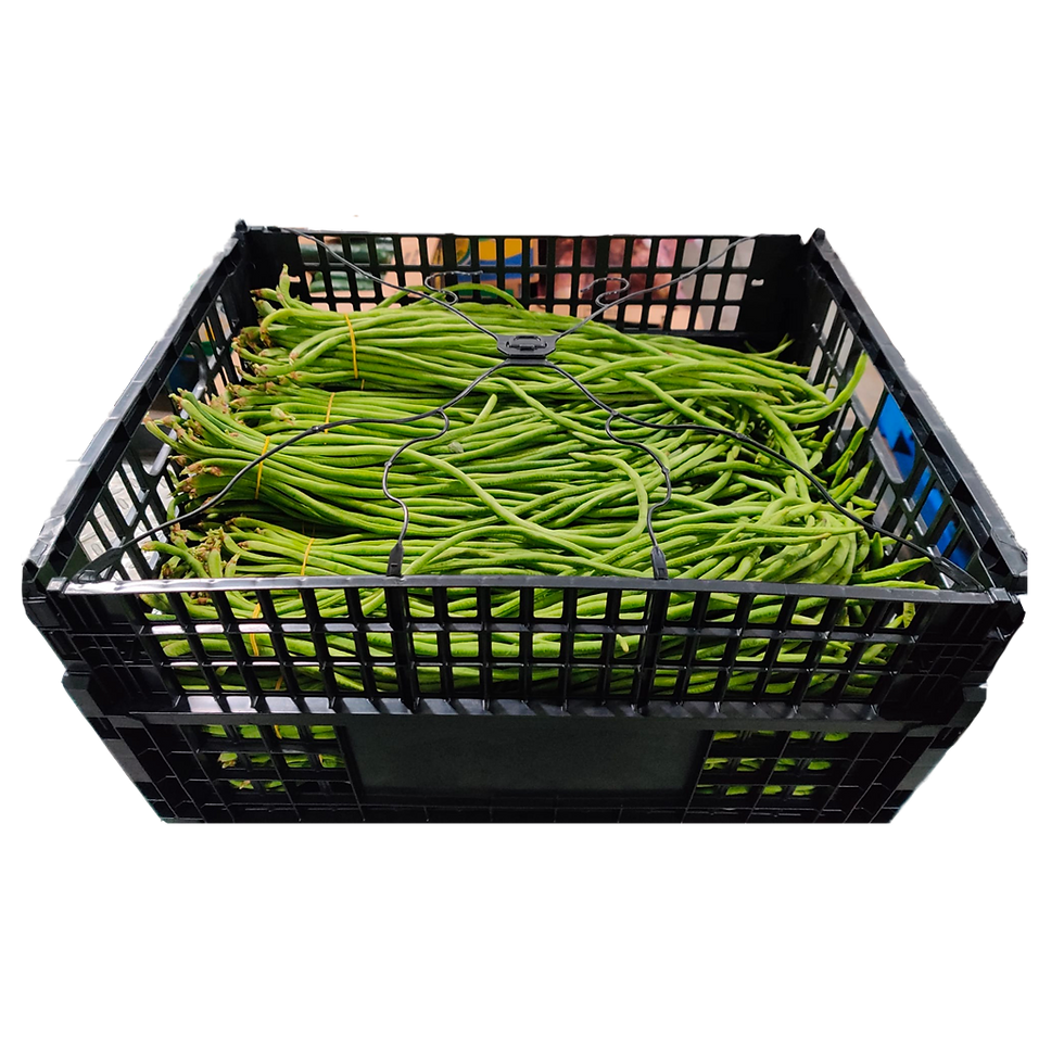 Long White Bean