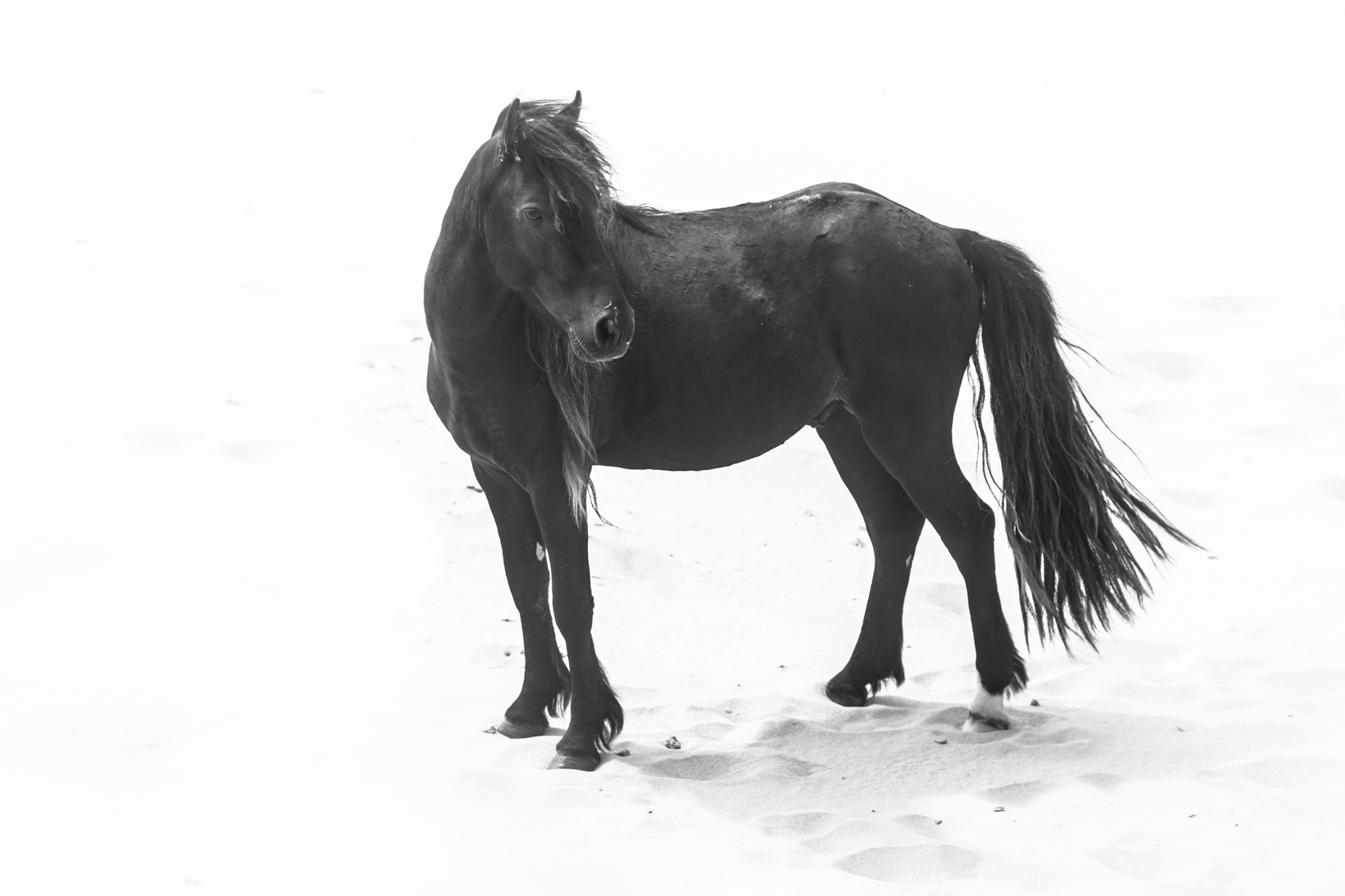 Sand 2, Sable Island