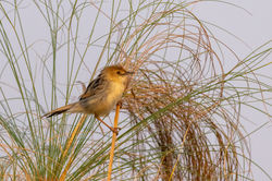 Zitting Cisticola