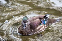 femalewoodduck