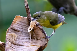 Euphonia juvenile male