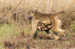 Baboons