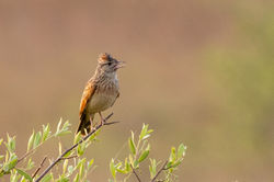 Rufous-naped Lark