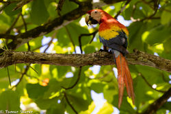 Macaw