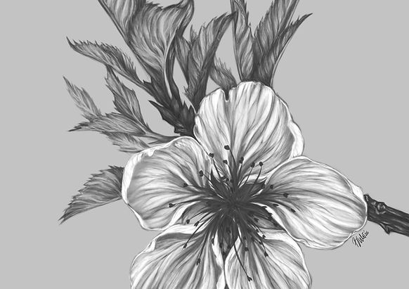 Illustraion einer Pfirsichblüte