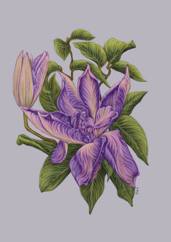 Clematis