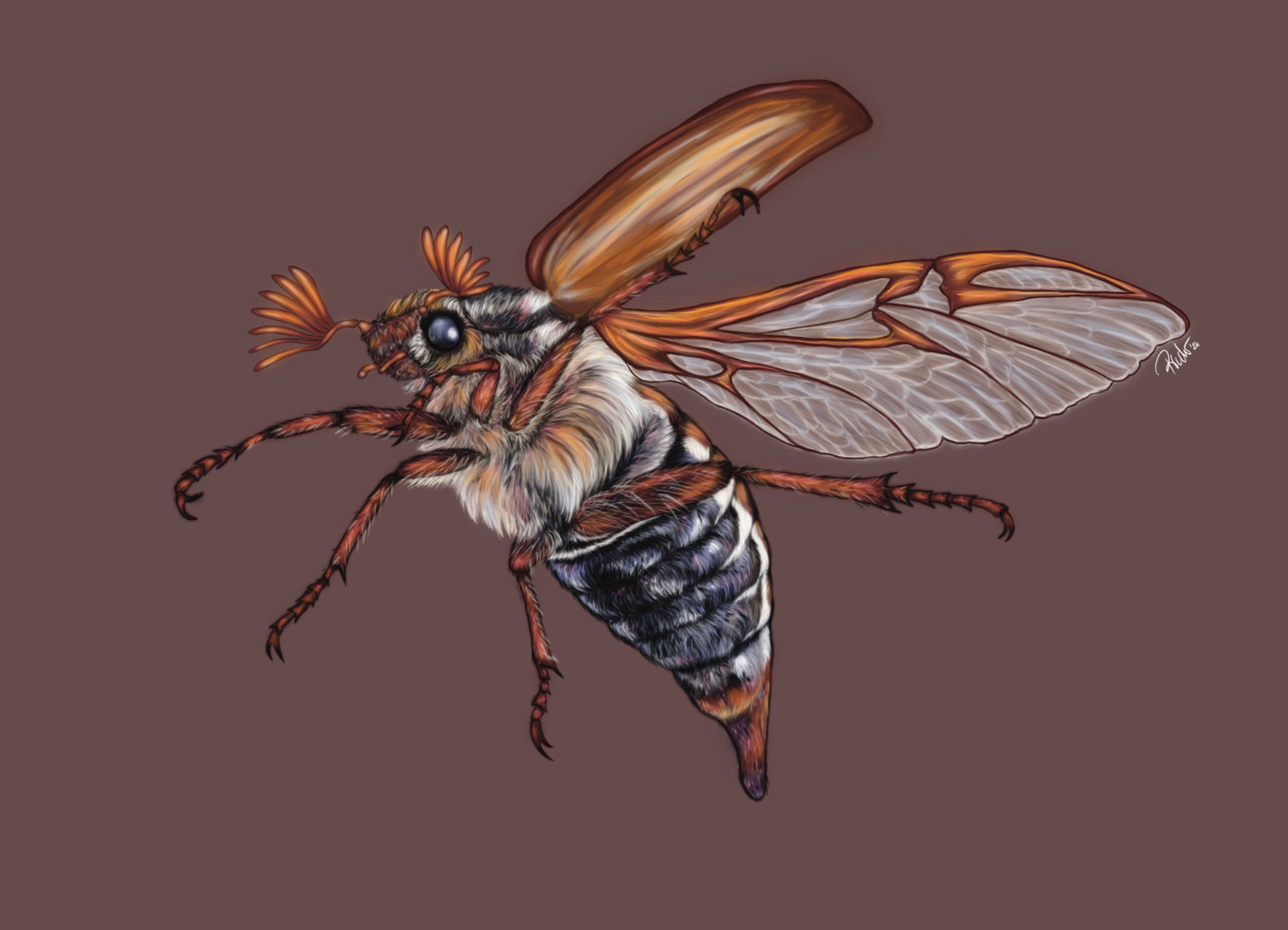 Fine Art Druck A5 "Maikäfer"