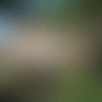 Le Comptoir du livre, une librairie peu ordinaire