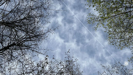 Bare and budding tree branches frame a cloudy blue sky with a faint contrail.