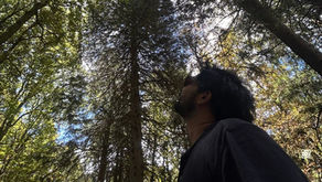 Man in sunglasses looks up at towering sunlit trees in a green forest.