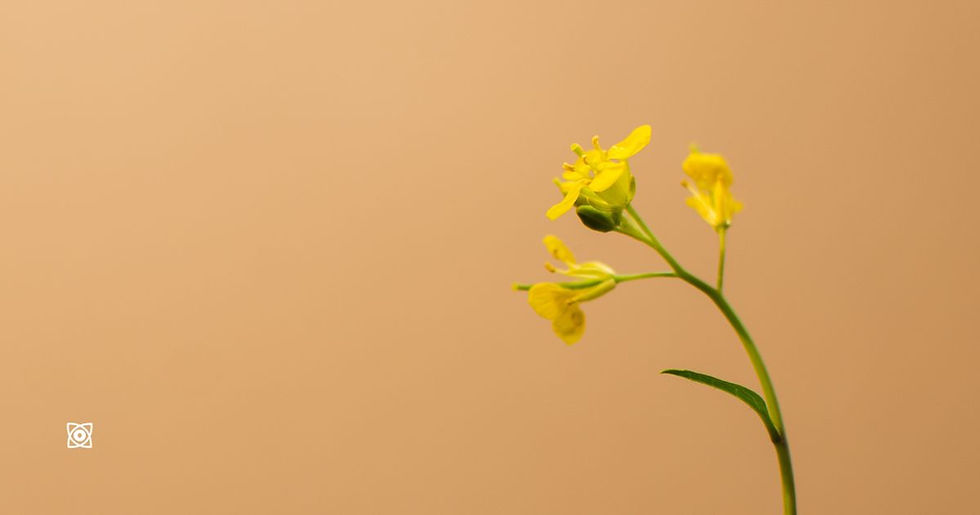 Yellow flower sprouting from glossy black stones against a warm beige background.