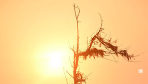 A fading tree before against a glowing orange sunset.