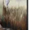 Thumbnail: Gazing Egret