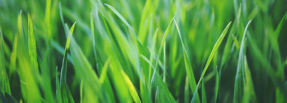 close-up-of-grass-1.jpg