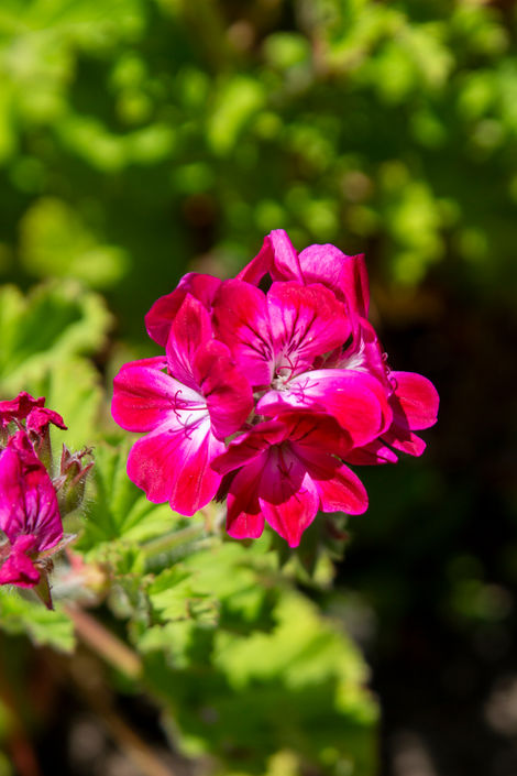 IMG_6795 Sigma