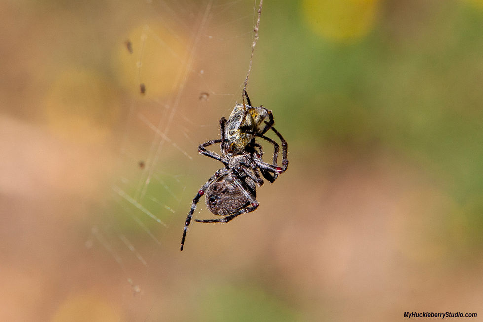 _DS30026_Spider